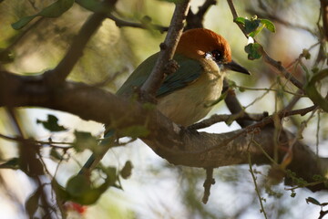 Pájaro en el arbol