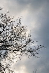 Branches against clouds
