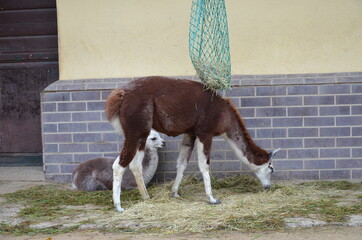 Llama lama in the Frankfurt zoo outdoors
