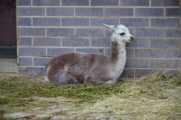 Llama lama in the Frankfurt zoo outdoors