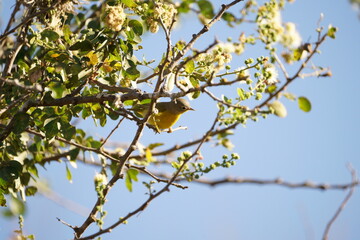 Pájaro posando en rama