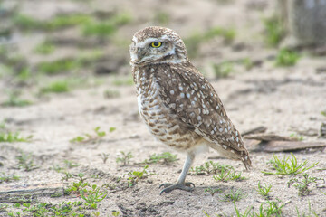 Burrowing owl perched on the sand                                                                       