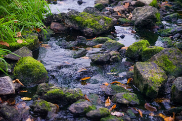 The grass grows on a stone overgrown with moss. The stone lies in the stream. Stream water flows near the stone