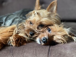 yorkshire terrier puppy