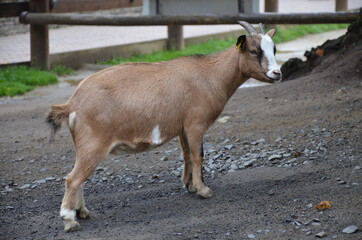 Small goat in Frankfurt Pettingzoo, Germany