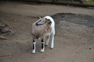 Small goat in Frankfurt Pettingzoo, Germany