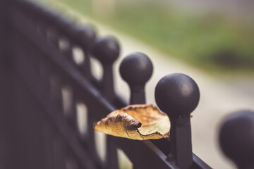 Herbstblatt auf Zaun