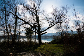 Fototapeta na wymiar Leafless tree in winter on the shore of Lake Banyoles. In the morning.