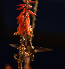 sucking the nectar