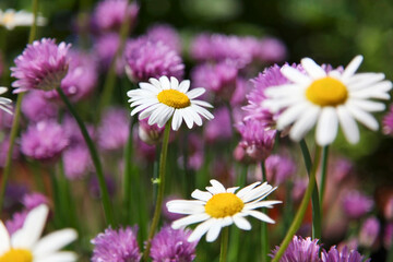Beautiful white daisies, (Leucanthemum), along with red clover. Close up.