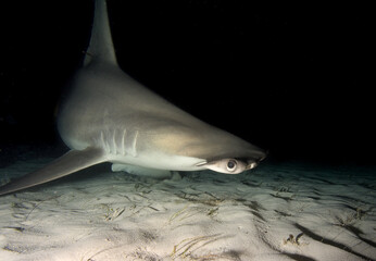 Great Hammerhead Shark.
