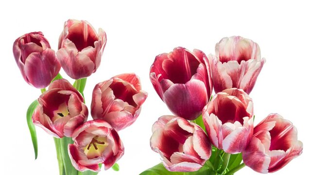 Beautiful bouquet of pink tulips.Timelapse of blooming flowers in bouquet of pink tulips on a white background, close-up. Holiday bouquet. Wedding backdrop, Valentine's Day concept.4K video