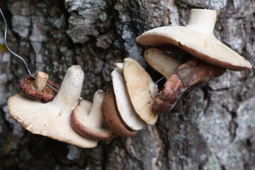 Mushrooms suspended on a rope are dried on a tree.