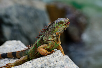Close up of green iguana, Latin name Iguana iguana, in the south Florida. Iguanas are not native to Florida.