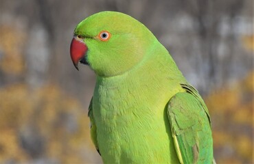 periquito alejandrino