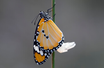 Amazing moment ,Monarch Butterfly , caterpillar, pupa and emerging with clipping path.