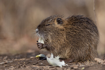 Portrait of small young coypu eating green salad.  Also known as nutria or Myocastor coypus.
