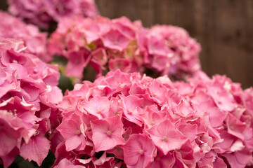 Pink Hydrangea flowers closeup