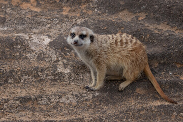 Fototapeta premium Single meerkat sitting on a rock. Funny animal.(Suricatta suricatta)