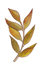 Watercolor autumn gold, orange, burgundy, brown and red leaves.