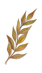 Fototapeta na wymiar Watercolor autumn gold, orange, burgundy, brown and red leaves.