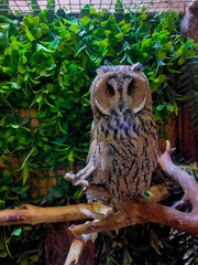 Owl in a cage sits on a branch, mobile photography