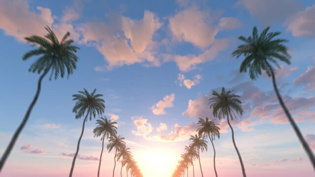 Palm trees against a summer sky