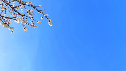 spring blooming sakura on blue sky background. copy space