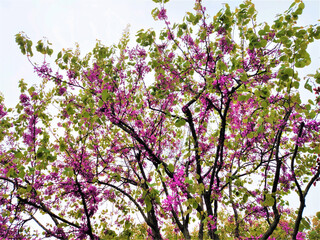 spring blooming sakura on blue sky background. copy space
