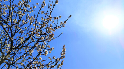 spring blooming sakura on blue sky background. copy space