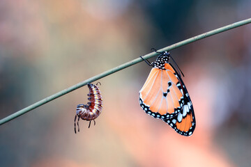 Amazing moment ,Monarch Butterfly , caterpillar, pupa and emerging with clipping path.