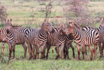 zebra group in bushy landscape playing and looking