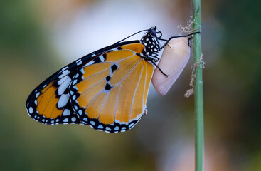 Amazing moment ,Monarch Butterfly , caterpillar, pupa and emerging with clipping path.