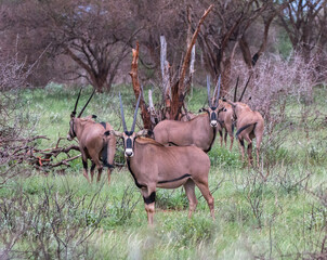 oryx antelope in bushy landscape