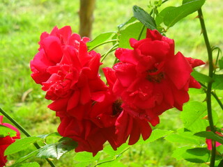 czerwona dzika róża