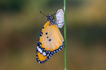 Amazing moment ,Monarch Butterfly , caterpillar, pupa and emerging with clipping path.