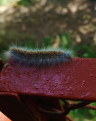 Fluffy and hairy caterpillar climbing a fence 2