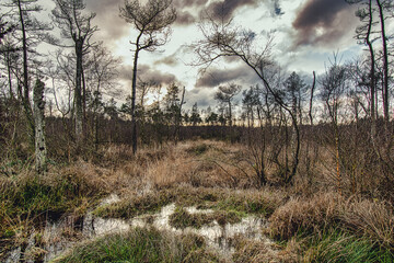 Dramatic cloudscape over a forest swamp with bare trees and overgrown dry grass in Norderney