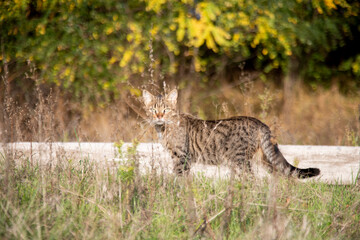 A Gray Cat In The Dry Grass