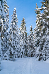 romantic mountain hiking trail through spruce trees covered in fresh  snow in the Alps on a clear cold, sunny day in winter with blue skies. Hiking through the alpine woods in high snow  