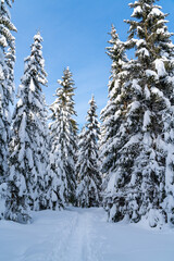 romantic mountain hiking trail through spruce trees covered in fresh  snow in the Alps on a clear cold, sunny day in winter with blue skies. Hiking through the alpine woods in high snow  