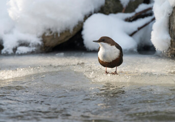 Cinclus cinclus left on the ice