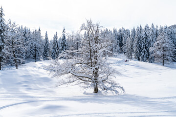 beautiful spruce trees in a mountain woodland in the Alps in Slovenia, covered in fresh snow on a on a clear cold, sunny day in winter with blue skies. Christmas trees in their natural habitat. 