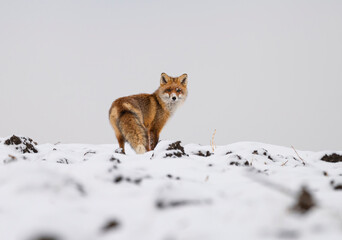 Fox in the winter atmosphere