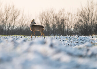 Roe deer in the snow and cold wheater