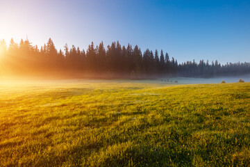 Misty morning pasture in the sunlight. Locations place Durmitor National park, Montenegro.