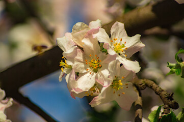 apple flowers