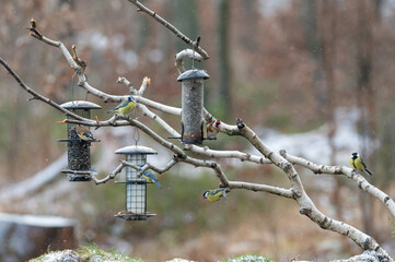 Small birds eat seeds and sebum, tallow at bird feed in winter.