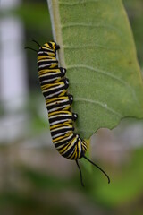 Monarch Caterpillar