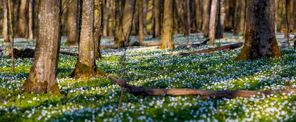 Fototapeten Fantastic forest with fresh flowers in the sunlight. Early spring time is the moment for wood anemone. © Leonid Tit